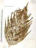 中文名:臺灣狗脊蕨(P007635)學名:Woodwardia orientalis Sw.(P007635)英文名:Oriental chain fern