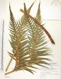 中文名:臺灣狗脊蕨(P008178)學名:Woodwardia orientalis Sw.(P008178)英文名:Oriental chain fern