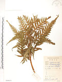 中文名:臺灣狗脊蕨(P008674)學名:Woodwardia orientalis Sw.(P008674)英文名:Oriental chain fern