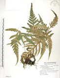 中文名:臺灣狗脊蕨(P009279)學名:Woodwardia orientalis Sw.(P009279)英文名:Oriental chain fern