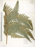 中文名:臺灣狗脊蕨(P009915)學名:Woodwardia orientalis Sw.(P009915)英文名:Oriental chain fern