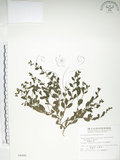 中文名:細纍子草(S004446)學名:Bothriospermum zeylanicum (J. Jacq.) Druce(S004446)