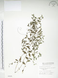 中文名:細纍子草(S004490)學名:Bothriospermum zeylanicum (J. Jacq.) Druce(S004490)