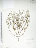 中文名:細纍子草(S005600)學名:Bothriospermum zeylanicum (J. Jacq.) Druce(S005600)