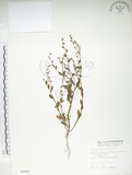 中文名:細纍子草(S005602)學名:Bothriospermum zeylanicum (J. Jacq.) Druce(S005602)