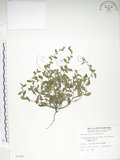 中文名:細纍子草(S007581)學名:Bothriospermum zeylanicum (J. Jacq.) Druce(S007581)