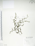 中文名:細纍子草(S011001)學名:Bothriospermum zeylanicum (J. Jacq.) Druce(S011001)