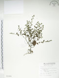 中文名:細纍子草(S011002)學名:Bothriospermum zeylanicum (J. Jacq.) Druce(S011002)