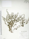 中文名:細纍子草(S013881)學名:Bothriospermum zeylanicum (J. Jacq.) Druce(S013881)