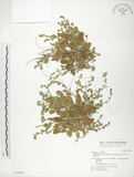 中文名:細纍子草(S035032)學名:Bothriospermum zeylanicum (J. Jacq.) Druce(S035032)