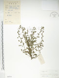 中文名:細纍子草(S038734)學名:Bothriospermum zeylanicum (J. Jacq.) Druce(S038734)