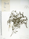 中文名:細纍子草(S045542)學名:Bothriospermum zeylanicum (J. Jacq.) Druce(S045542)