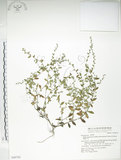 中文名:細纍子草(S048726)學名:Bothriospermum zeylanicum (J. Jacq.) Druce(S048726)