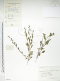 中文名:細纍子草(S056143)學名:Bothriospermum zeylanicum (J. Jacq.) Druce(S056143)