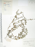中文名:細纍子草(S056225)學名:Bothriospermum zeylanicum (J. Jacq.) Druce(S056225)