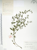 中文名:細纍子草(S056524)學名:Bothriospermum zeylanicum (J. Jacq.) Druce(S056524)