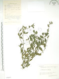 中文名:細纍子草(S056879)學名:Bothriospermum zeylanicum (J. Jacq.) Druce(S056879)