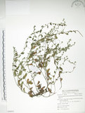 中文名:細纍子草(S058915)學名:Bothriospermum zeylanicum (J. Jacq.) Druce(S058915)