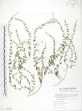 中文名:細纍子草(S078105)學名:Bothriospermum zeylanicum (J. Jacq.) Druce(S078105)