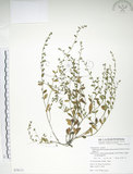 中文名:細纍子草(S078111)學名:Bothriospermum zeylanicum (J. Jacq.) Druce(S078111)