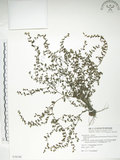 中文名:細纍子草(S078348)學名:Bothriospermum zeylanicum (J. Jacq.) Druce(S078348)