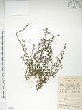 中文名:細纍子草(S079401)學名:Bothriospermum zeylanicum (J. Jacq.) Druce(S079401)