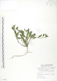 中文名:細纍子草(S085221)學名:Bothriospermum zeylanicum (J. Jacq.) Druce(S085221)