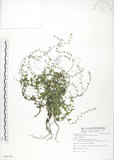 中文名:細纍子草(S085785)學名:Bothriospermum zeylanicum (J. Jacq.) Druce(S085785)