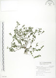 中文名:細纍子草(S092166)學名:Bothriospermum zeylanicum (J. Jacq.) Druce(S092166)