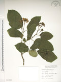 中文名:破布烏(S011549)學名:Ehretia dicksonii Hance(S011549)英文名:Dickson ehretia