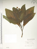 中文名:假酸漿(S004306)學名:Trichodesma calycosum Collett & Hemsl.(S004306)