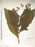 中文名:假酸漿(S004307)學名:Trichodesma calycosum Collett & Hemsl.(S004307)
