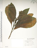 中文名:假酸漿(S004310)學名:Trichodesma calycosum Collett & Hemsl.(S004310)