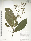 中文名:假酸漿(S013058)學名:Trichodesma calycosum Collett & Hemsl.(S013058)