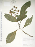 中文名:假酸漿(S014608)學名:Trichodesma calycosum Collett & Hemsl.(S014608)