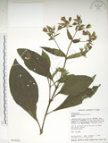 中文名:假酸漿(S016591)學名:Trichodesma calycosum Collett & Hemsl.(S016591)
