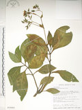 中文名:假酸漿(S018460)學名:Trichodesma calycosum Collett & Hemsl.(S018460)