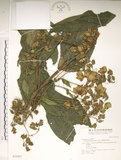 中文名:假酸漿(S031937)學名:Trichodesma calycosum Collett & Hemsl.(S031937)