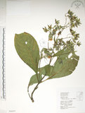 中文名:假酸漿(S034357)學名:Trichodesma calycosum Collett & Hemsl.(S034357)