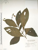 中文名:假酸漿(S036646)學名:Trichodesma calycosum Collett & Hemsl.(S036646)