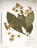 中文名:假酸漿(S046298)學名:Trichodesma calycosum Collett & Hemsl.(S046298)