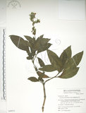 中文名:假酸漿(S049975)學名:Trichodesma calycosum Collett & Hemsl.(S049975)