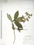 中文名:假酸漿(S050083)學名:Trichodesma calycosum Collett & Hemsl.(S050083)