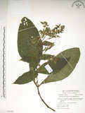 中文名:假酸漿(S054302)學名:Trichodesma calycosum Collett & Hemsl.(S054302)