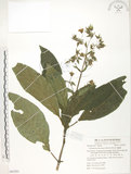 中文名:假酸漿(S063291)學名:Trichodesma calycosum Collett & Hemsl.(S063291)