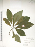 中文名:假酸漿(S063970)學名:Trichodesma calycosum Collett & Hemsl.(S063970)