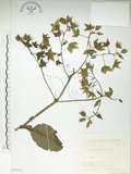 中文名:假酸漿(S075173)學名:Trichodesma calycosum Collett & Hemsl.(S075173)