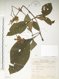 中文名:假酸漿(S075274)學名:Trichodesma calycosum Collett & Hemsl.(S075274)