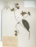 中文名:假酸漿(S075278)學名:Trichodesma calycosum Collett & Hemsl.(S075278)