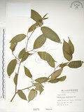 中文名:佩羅特木(S000079)學名:Perrottetia arisanensis Hayata(S000079)英文名:Taiwan perrottetia
